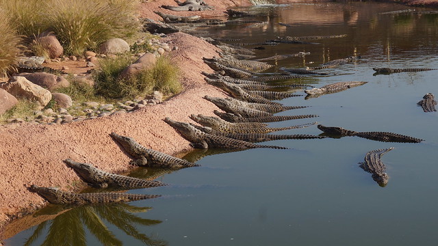 Crocodiles qui bronzent aux bords d'un plan d'eau