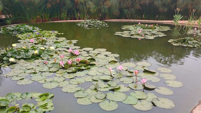 Nénuphars flottant dans un plan d'eau