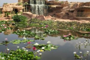 parc à crocodile à Agadir Maroc