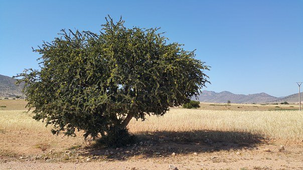 L'arganier est un arbre qui pousse dans la région du Sud qui donne l'huile d'argan