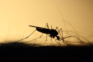 Les moustiques d'Agadir en été