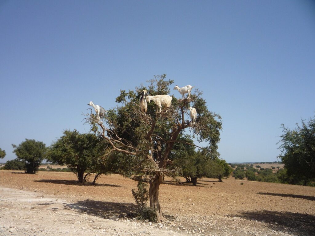 Arganier d'Agadir avec de chèvres qui grimpent pour manger ses fruits