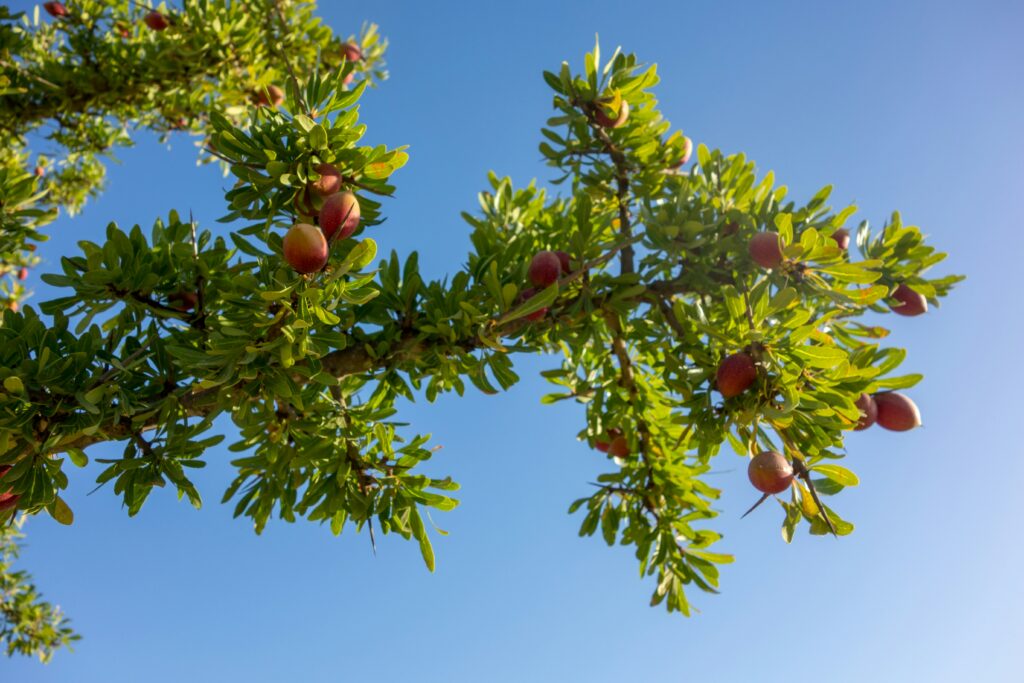 Arganier d'agadir avec plein d'amendons