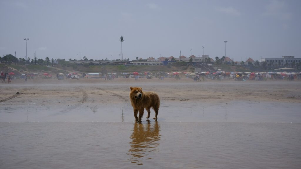 Chien qui se promène sur la plage d'Agadir