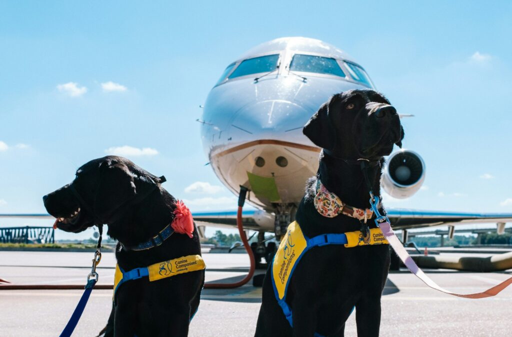 Personne qui s'apprête à voyager avec son chien à Agadir en avion